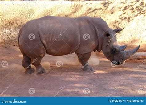 Rhinoceroses in the Arizona Desert Stock Image - Image of brown, short ...