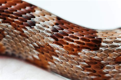 Scale Of Snake