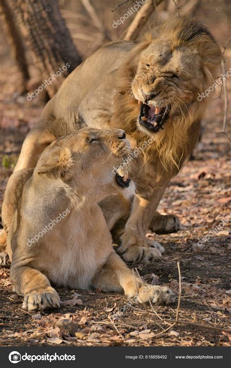 Asiatic Lions Panthera Leo Persica Mating Gir Forest National Park ...