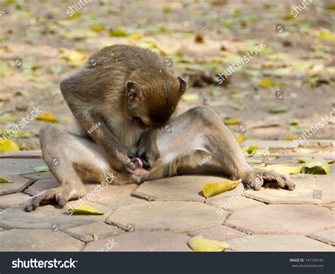 Monkey Is Exploring The Genitals Of It. Stock Photo 147165743 ...