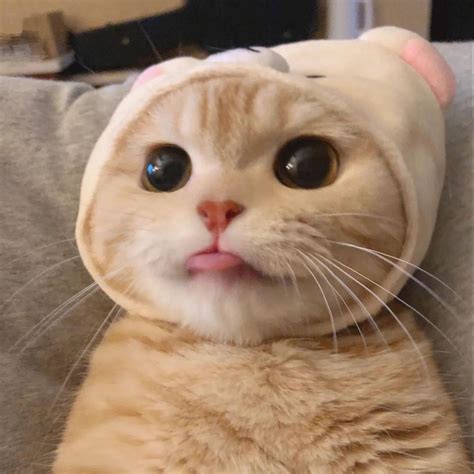Funny Cat PFP That Will Make You Laugh Hard - AMJ