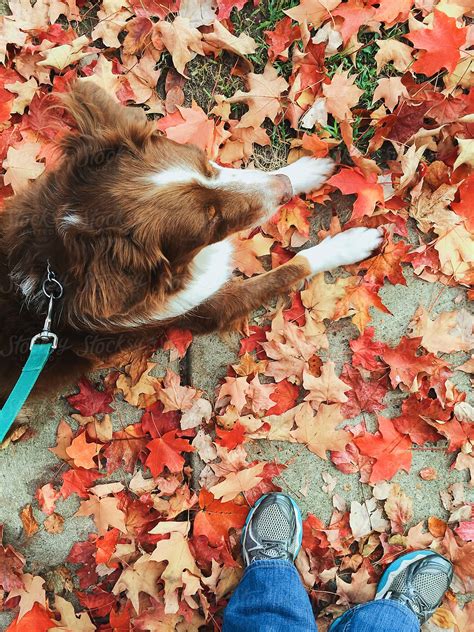 "Overhead View Of A Dog Resting In Fall Leaves On A Dog Walk" by ...