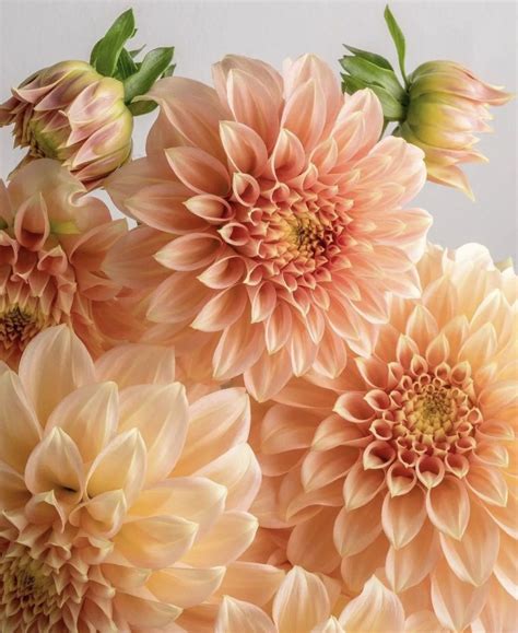 Peach Colored Flower Bouquet