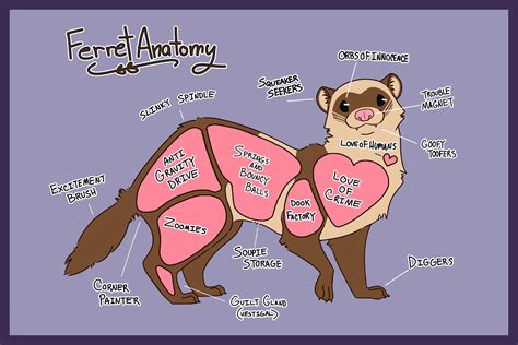 Ferret Anatomy (ENGLISH) Art Print by BFKIllustration on Etsy https ...
