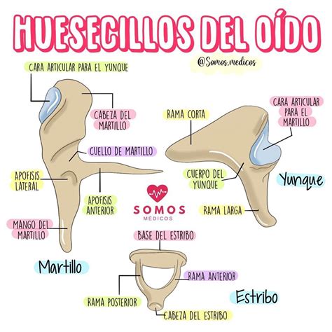 Maria Juliana Romero Osorio. on Instagram: "Conoces los huesecillos del ...