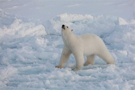 In Greenland, polar bears and icy seas are no barrier to the beautiful game