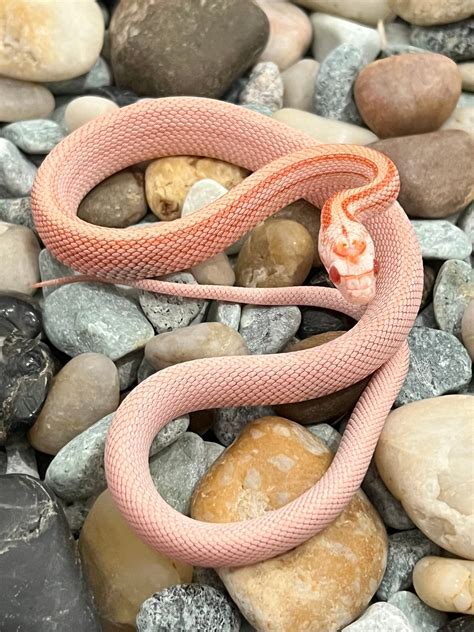 Amel Stripe Het Cinder Ph Lavender Corn Snake by Captivating Reptiles ...