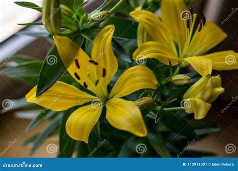 Yellow Asiatic Lily Flower Plant Stock Image - Image of blossom ...