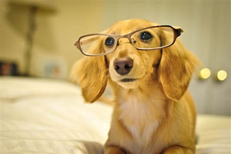 Cute Dogs with Glasses Wallpapers - Top Free Cute Dogs with Glasses ...