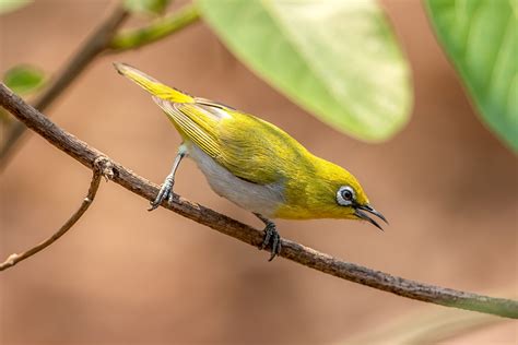 Indian White-eye (Zosterops palpebrosus) | Wildlife Vagabond