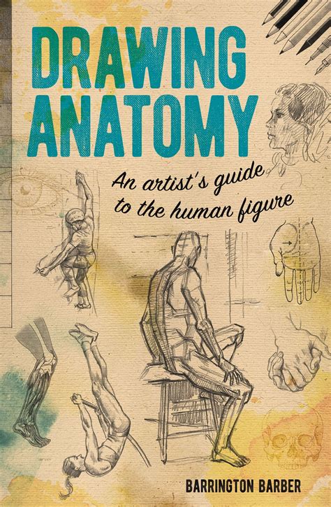 Drawing Anatomy : An Artist's Guide to the Human Figure (Paperback ...