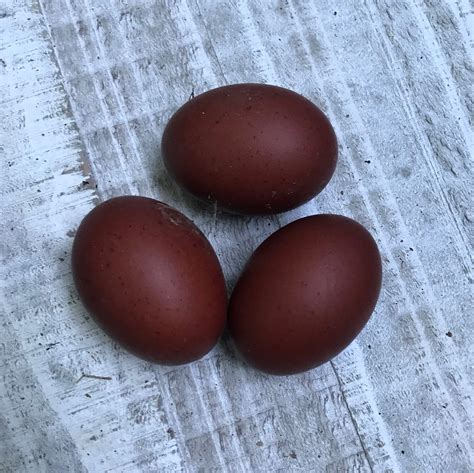 Cuckoo Maran Eggs