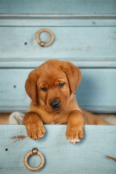 How Much Are Red Labrador Puppies - Vet Advises