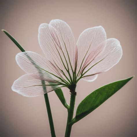 Green Buffers → Term