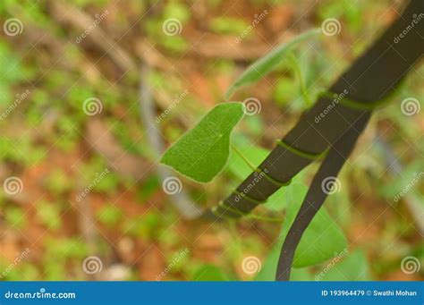 Climber Plant Climbing the Tree Stock Image - Image of outdoor, climber: 193964479