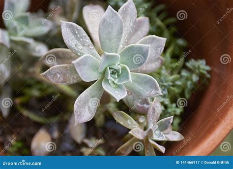 Tenacious Succulent Plant Hens with the Bitties Stock Image - Image of ...
