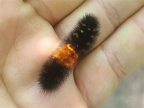 Winter moth caterpillar? : r/moths