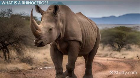 Rhinoceros Facts: Lesson for Kids - Lesson | Study.com