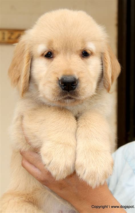 Mini Golden Retriever at Amparo Pacheco blog