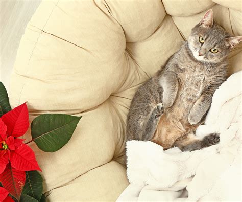Are Poinsettias Poisonous To Cats? Read On To Find Out… | Gardening ...