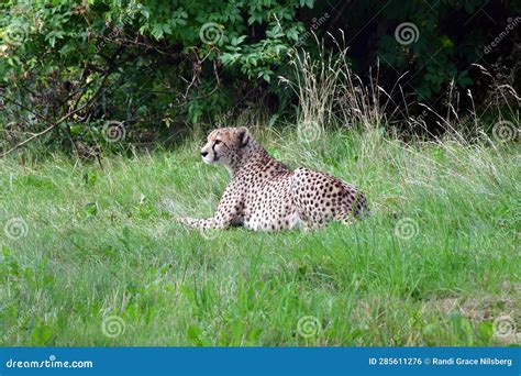 Beautiful Relaxed Cheetah in Zoo Stock Photo - Image of captive ...