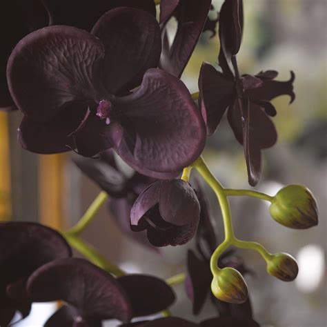 Image Of Black Orchid Flower | Best Flower Site