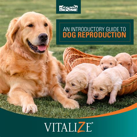 Are Dogs Induced Ovulators? Understanding Canine Reproduction