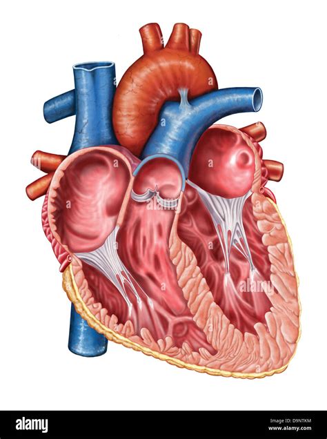 View of pulmonary artery and left atrium hi-res stock photography and ...