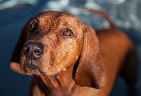 Redbone Coonhound Archives - iHeartDogs.com