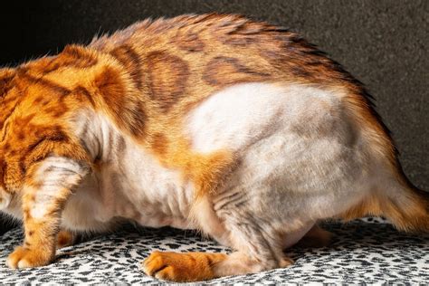 Why Is My Cat Losing Hair on Their Tail? 8 Vet Verified Reasons - Catster