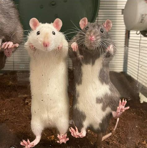 Pet rats dancing cute rat pets animals funny animal images animals ...
