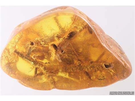 Rare Fungi Mycelium! Fossil inclusion in Baltic amber #13005 | www ...
