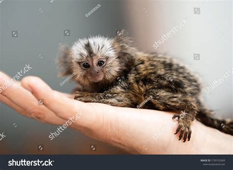 Newborn Finger Monkeys