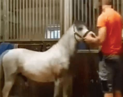 18+: Shocking video of man being mounted by horse causes the case of Mr ...