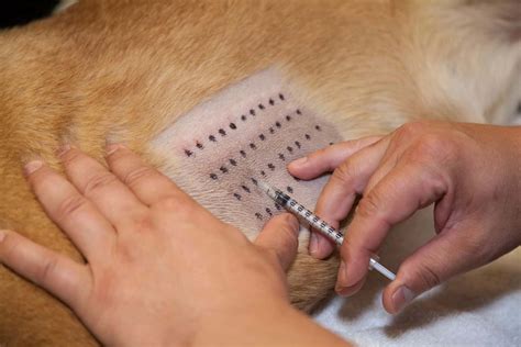 A Closer Look Into Testing For Allergies In Dogs