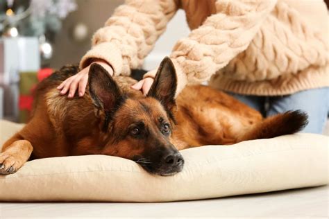 When To Euthanize A Sick German Shepherd: 6 Signs