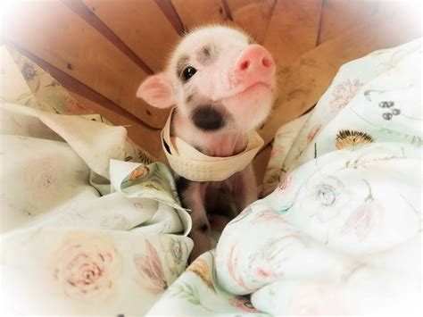 Teacup Pig Full Grown at Sam James blog