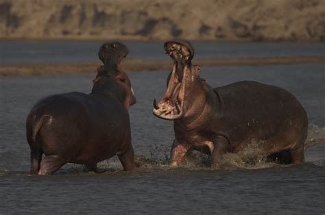 In the Field: Zambia’s Camp Africa | Love Nature | African wildlife, Africa, Wildlife