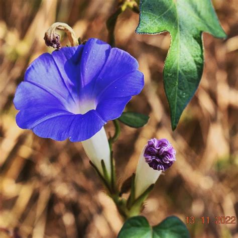 Moon flower Vine | Flowering vines, Moon flower, Blooming flowers