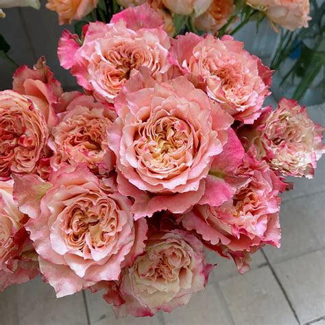 German Florist Shrub Rose Live Plant | Highgarden Roses | Country ...