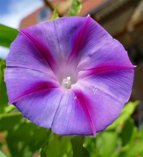 30,000+ Free Morning Glories & Morning Glory Images - Pixabay
