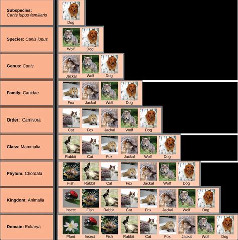 Phylum Of Cat