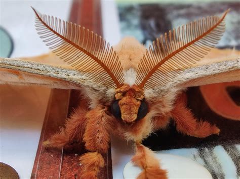 Some concept art of my OC, Sugar the Moth Faerie. Her name may be sugar, but she is anything but ...