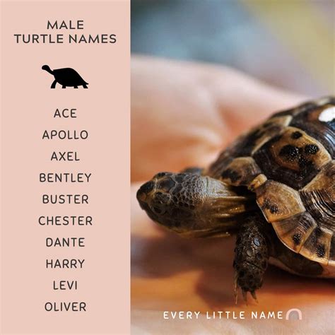 Cute Turtle Names