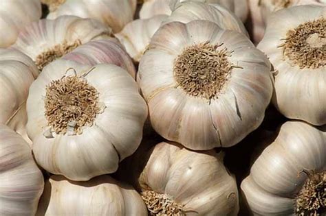 Prescott Local Events - Prescott Local Events