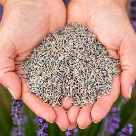 Facts about Lavender: The first step in growing the highest-quality ...