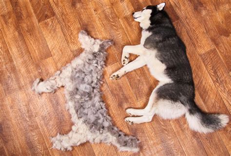 How to Groom a Double-Coated Dog at Home Step by Step | PawLeaks