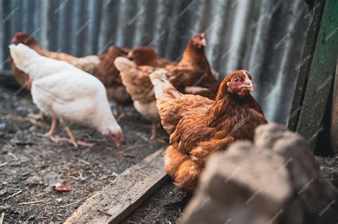 Chickens standing in a barn a group of chickens are gathered together ...