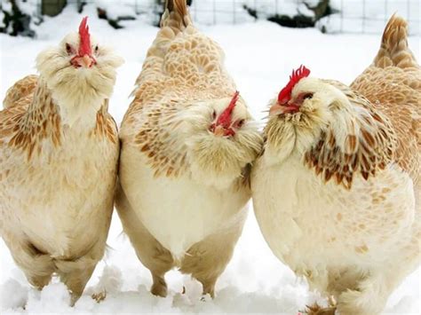 The Top 10 Friendliest Chicken Breeds