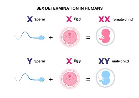 Premium Vector | Sex determination in humans Male and female sperm and ...